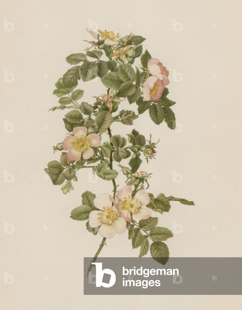 English Rose (colour litho)