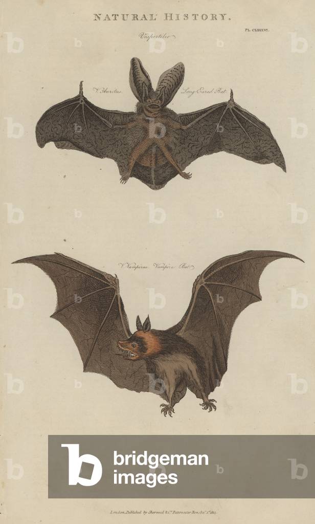 Long Eared Bat and Vampire Bat (coloured engraving)