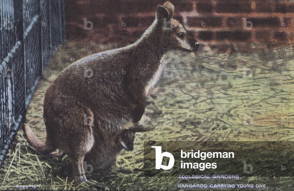 Kangaroo carrying young one (photo)