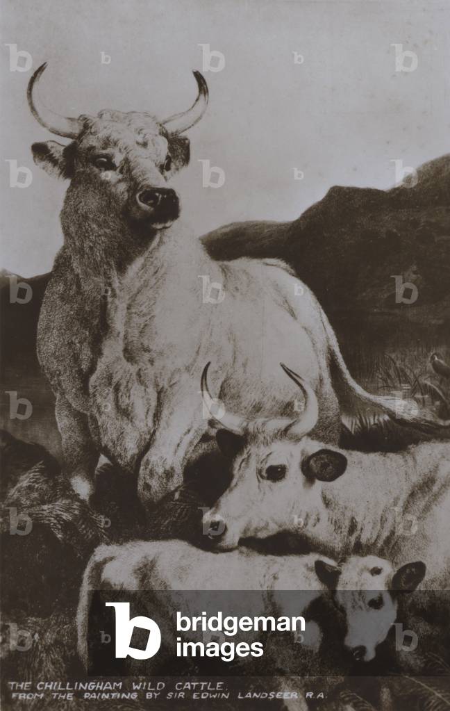 The Chillingham Wild Cattle (b/w photo)