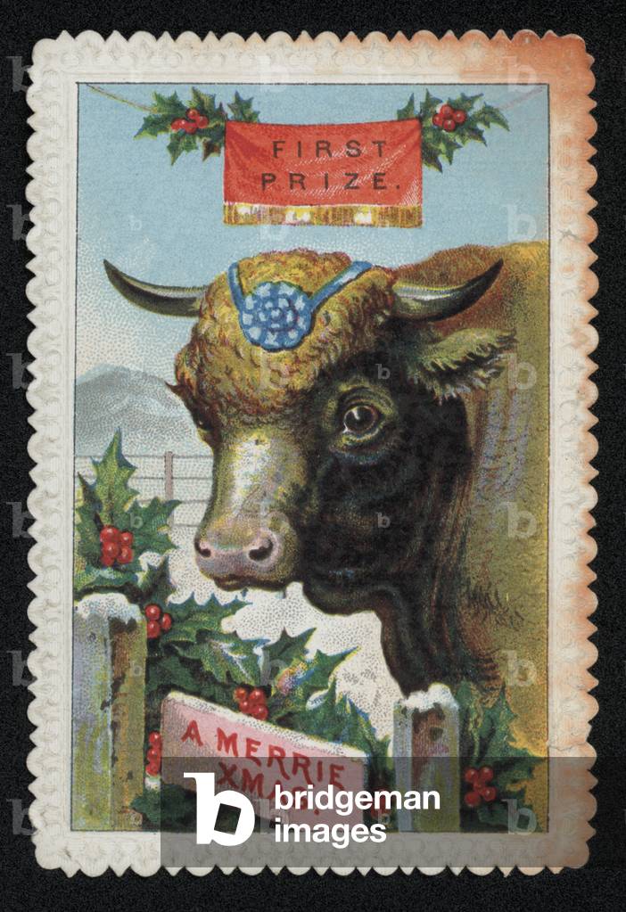 Prize bull winning first place, Christmas greetings card. (chromolitho)
