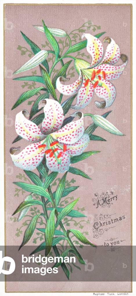 Christmas Lilies, Christmas Card (chromolitho)