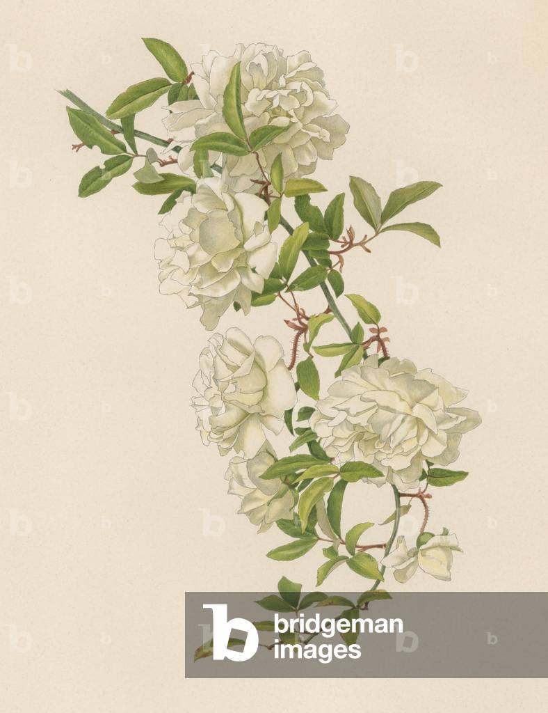 English Rose (colour litho)