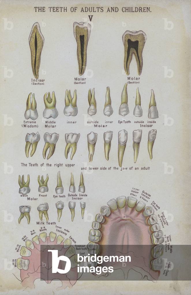 The teeth of adults and children (colour litho)