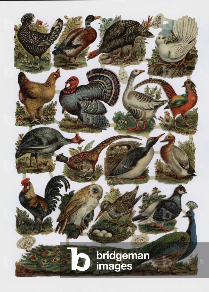 Victorian scraps (chromolitho)