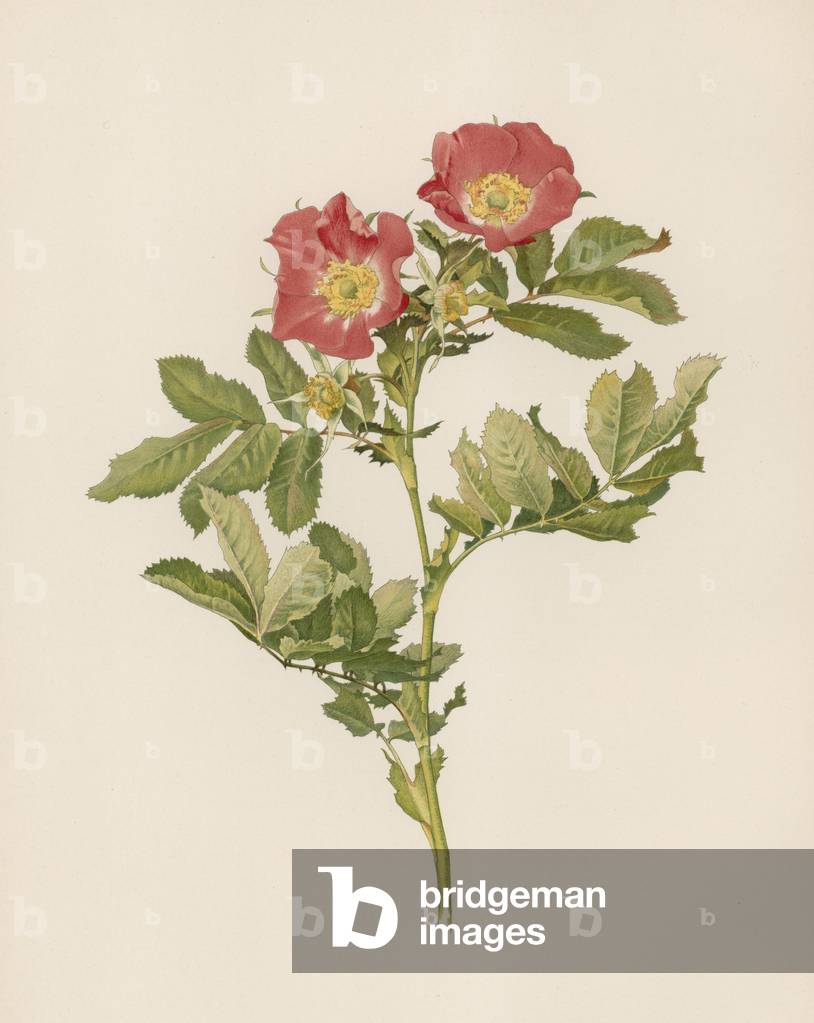 English Rose (colour litho)