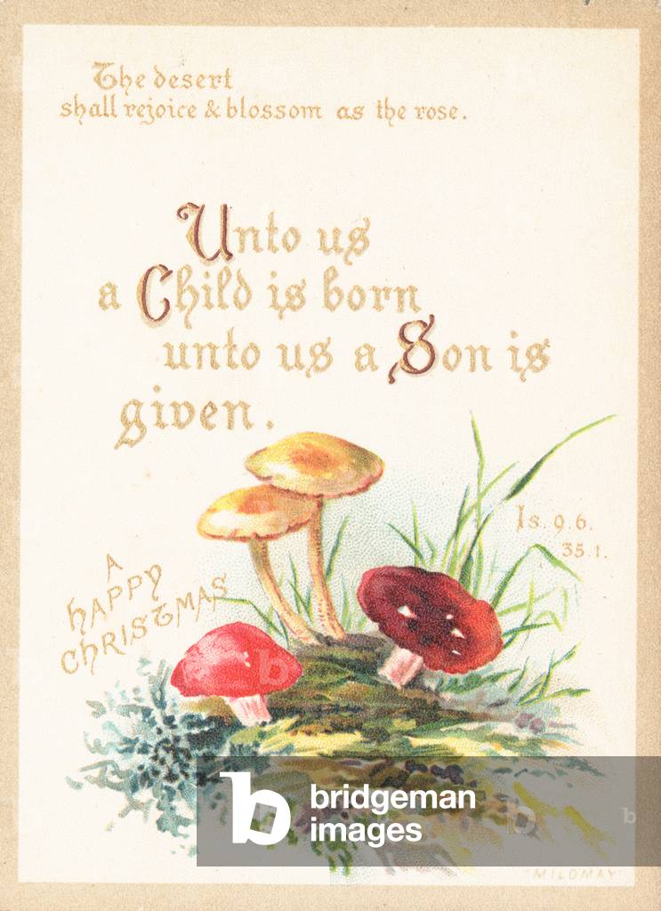 Mushrooms and Toadstools, Christmas Card (chromolitho)