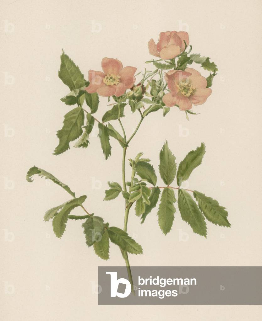 English Rose (colour litho)