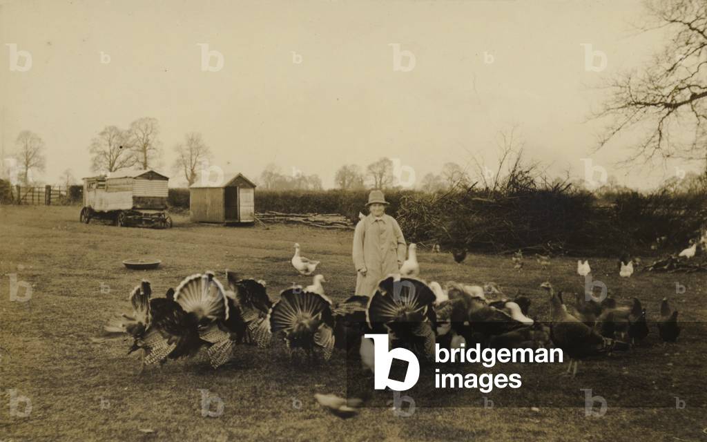 Woman tending turkeys and other poultry (b/w photo)