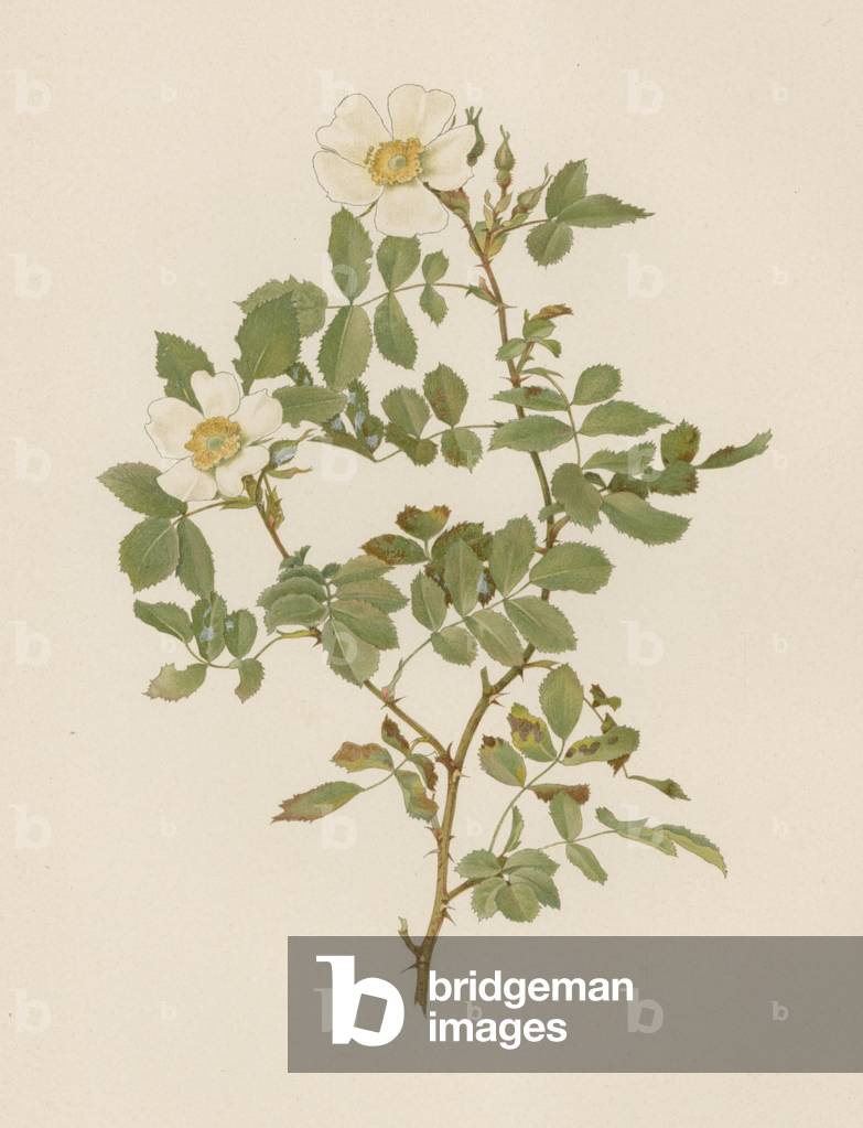 English Rose (colour litho)