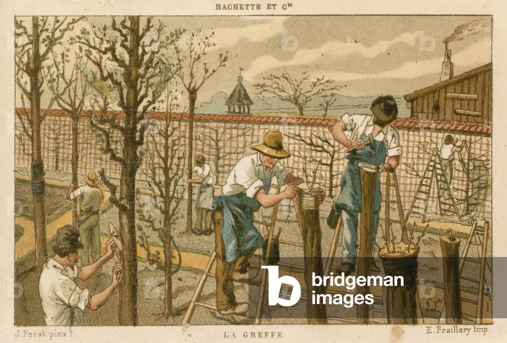 Grafting trees (colour litho)