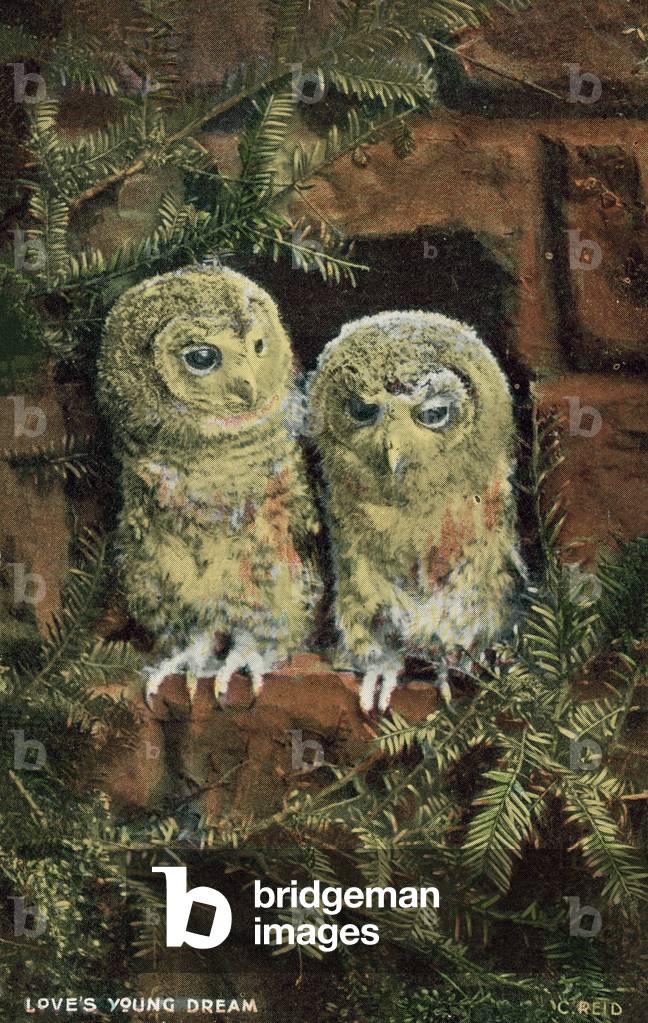 Two owls perched on a wall (coloured photo)