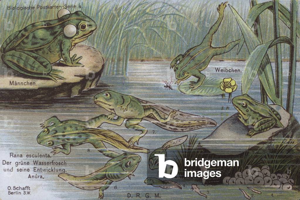 Life cycle of the frog (colour litho)