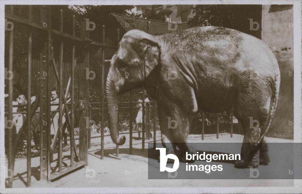 Elephant in zoo (b/w photo)
