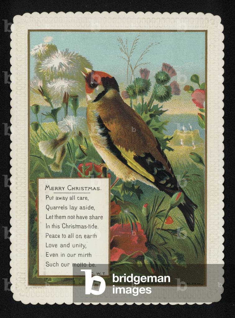 Goldfinch in the countryside, Christmas greetings card. (chromolitho)