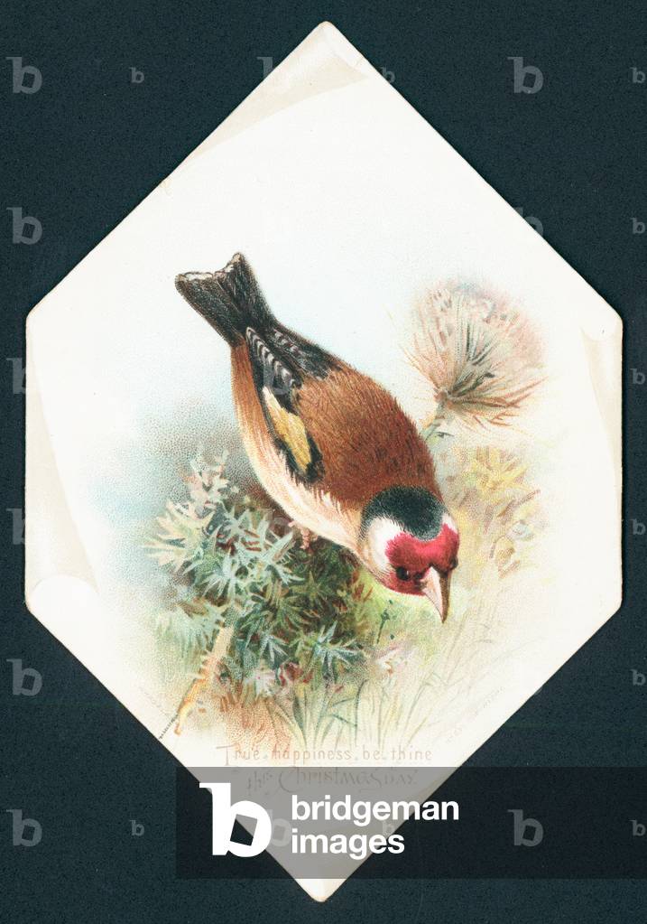Hawfinch, Christmas Card (chromolitho)