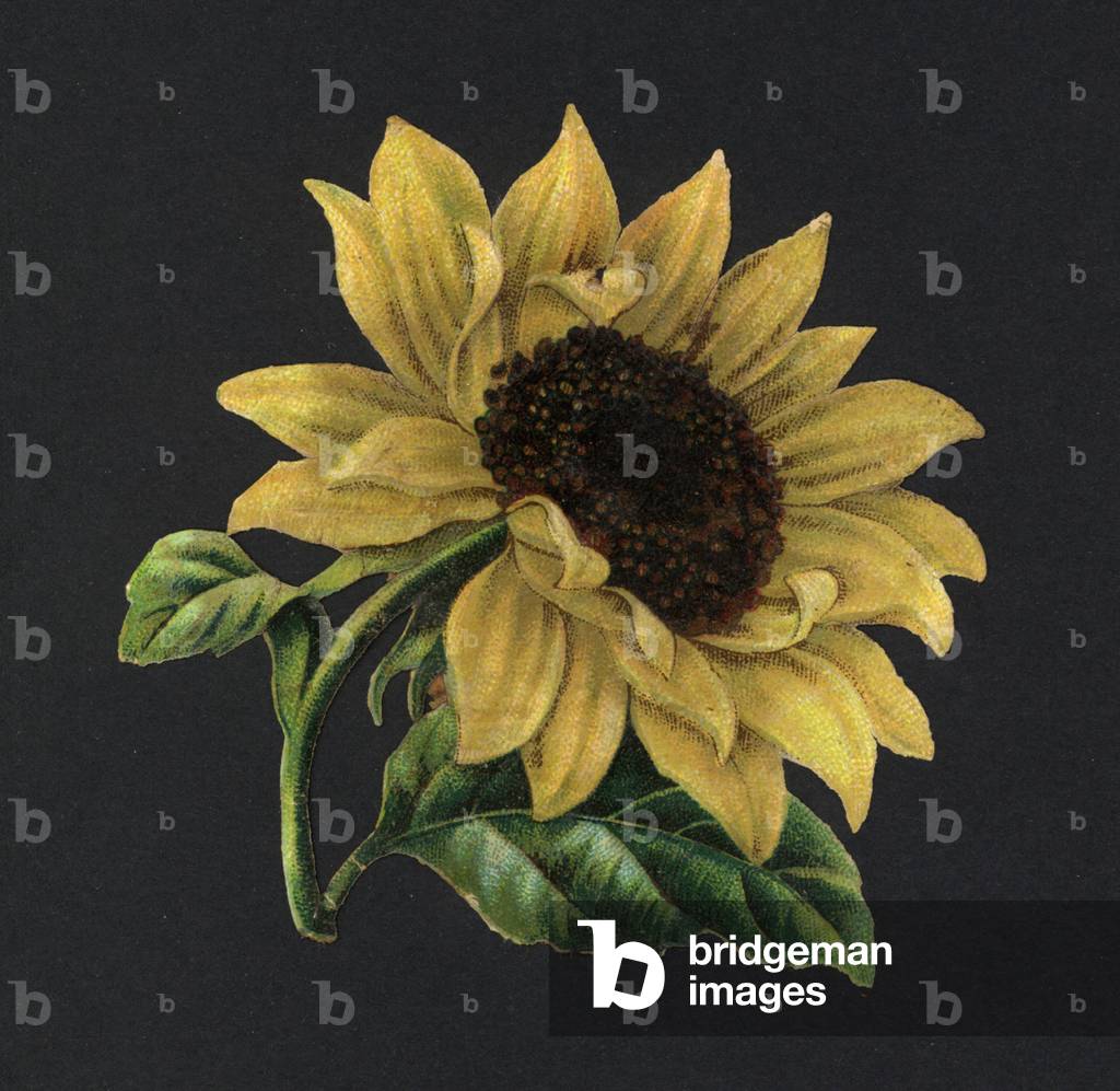 Victorian scraps: Sunflower (chromolitho)