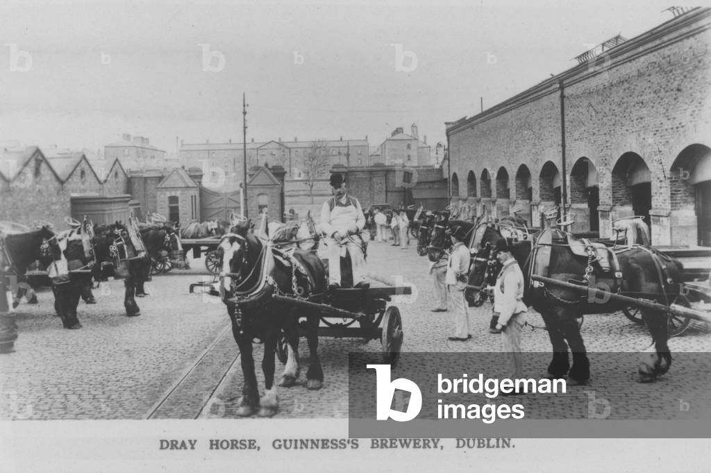 Dray horse, Guinness Brewery, Dublin, Ireland (b/w photo)