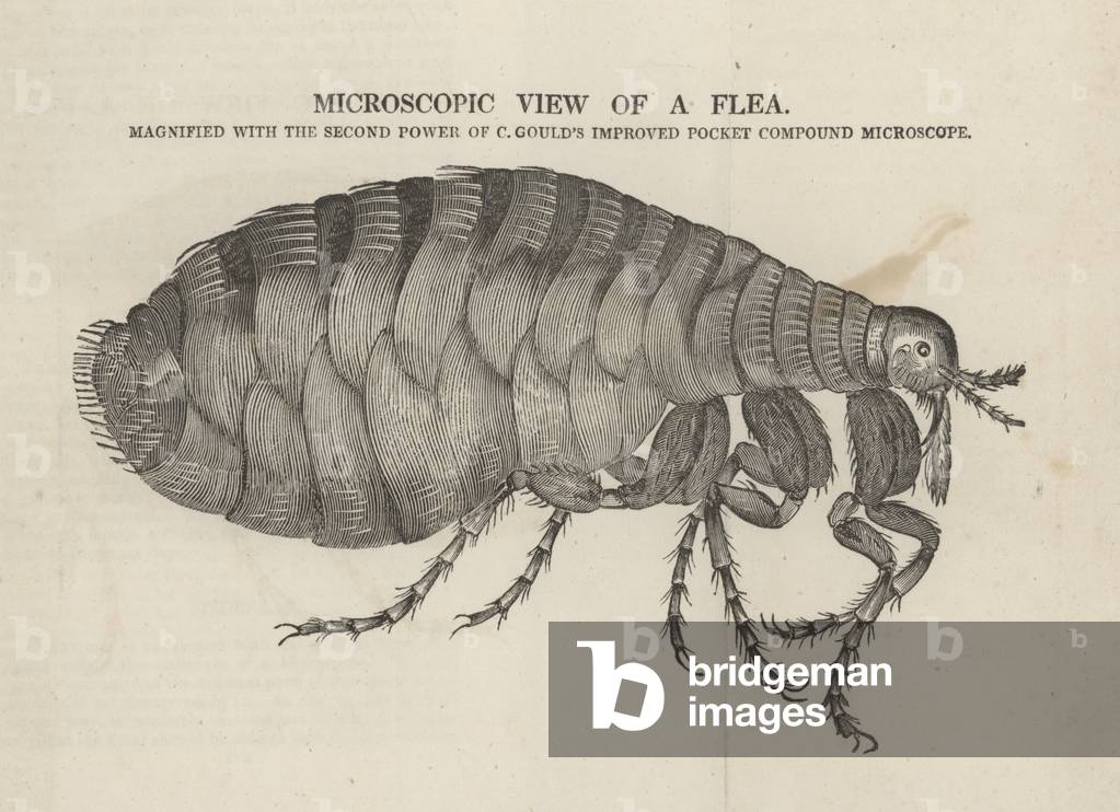 Microscopic view of a flea (engraving)