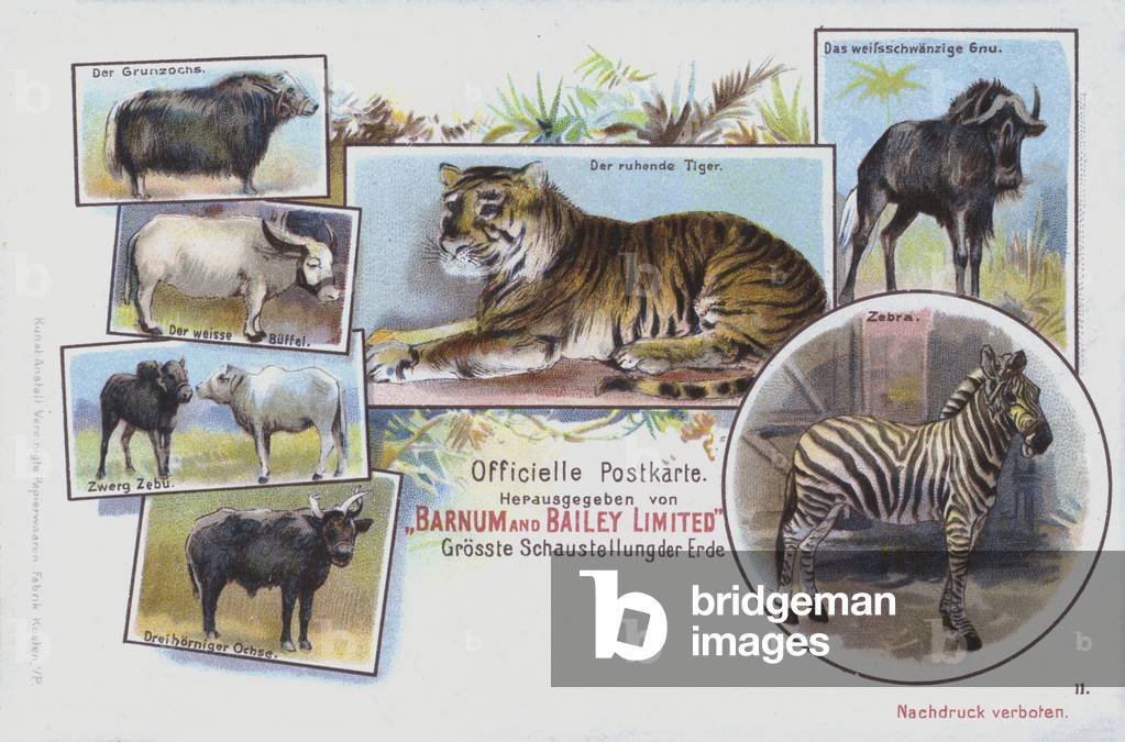 Animals of Barnum and Bailey's Circus (chromolitho)