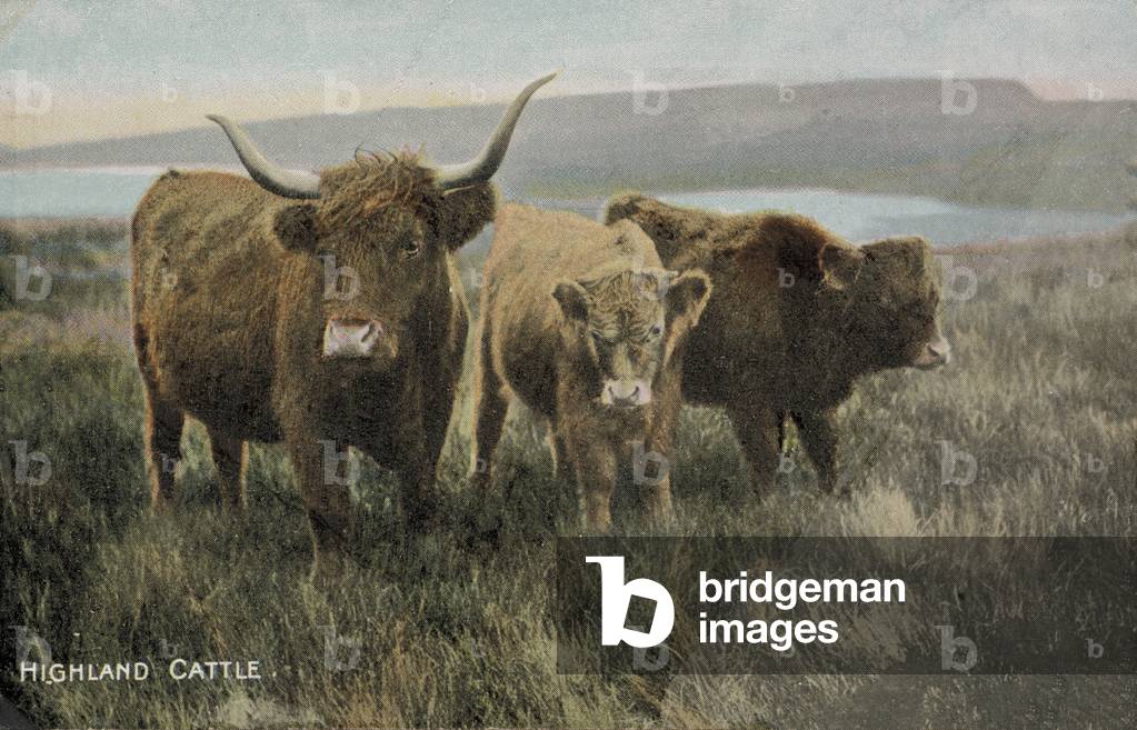 Highland cattle (photo)