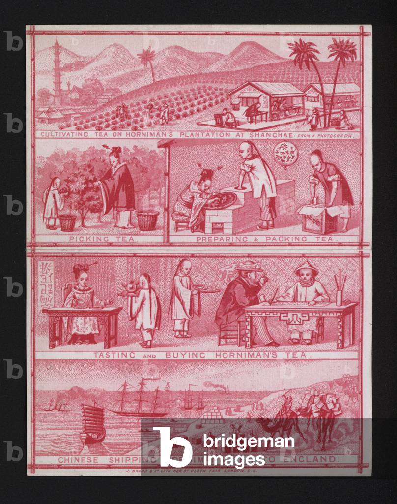 Cultivating and processing Horniman's tea in China and shipping it to England (colour litho)