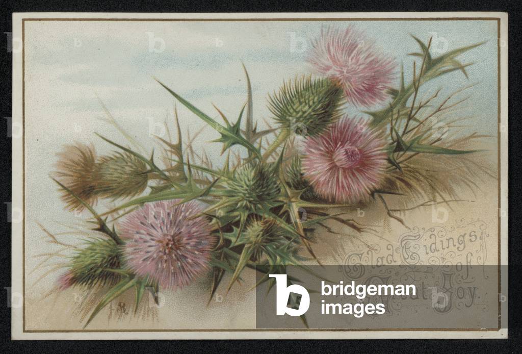 Pink thistles, Christmas greetings card. (chromolitho)