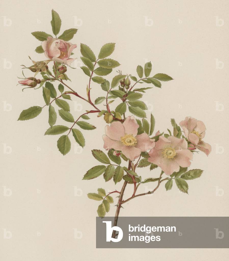 English Rose (colour litho)