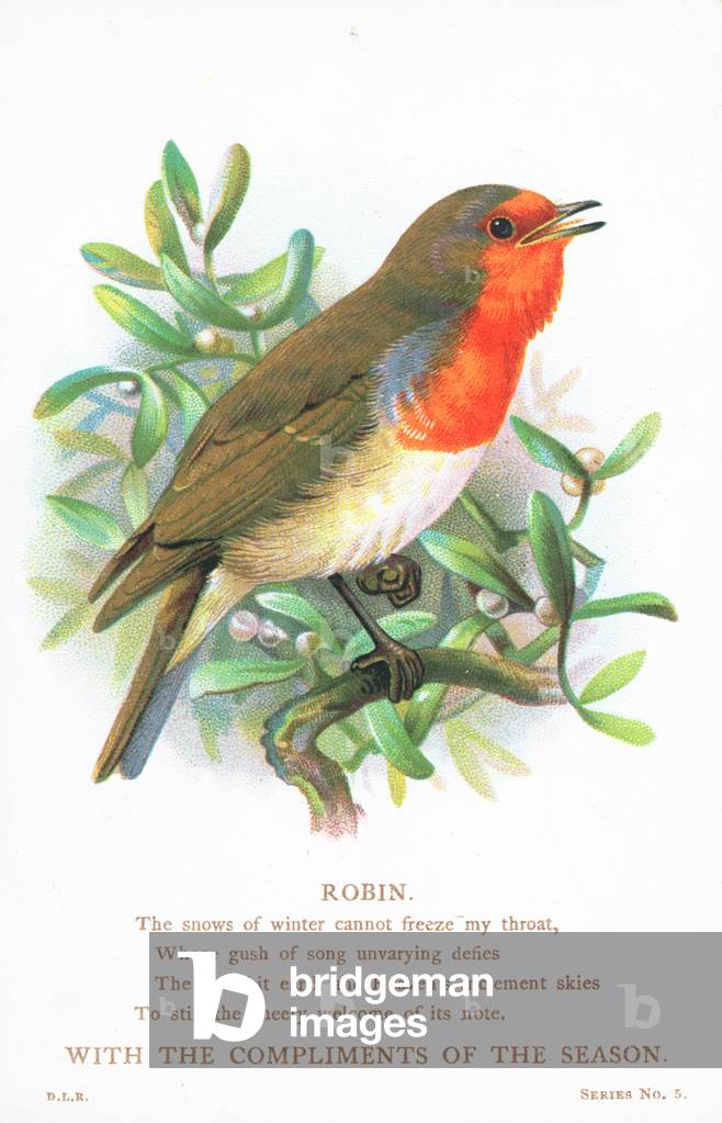 Robin singing on branch, Christmas Card (chromolitho)