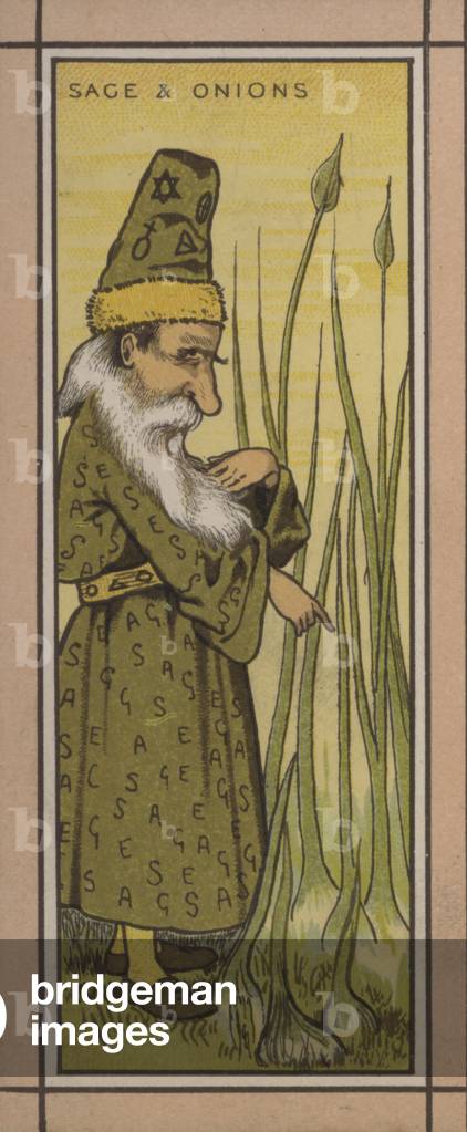 Menu illustration: Sage and onions (colour litho)