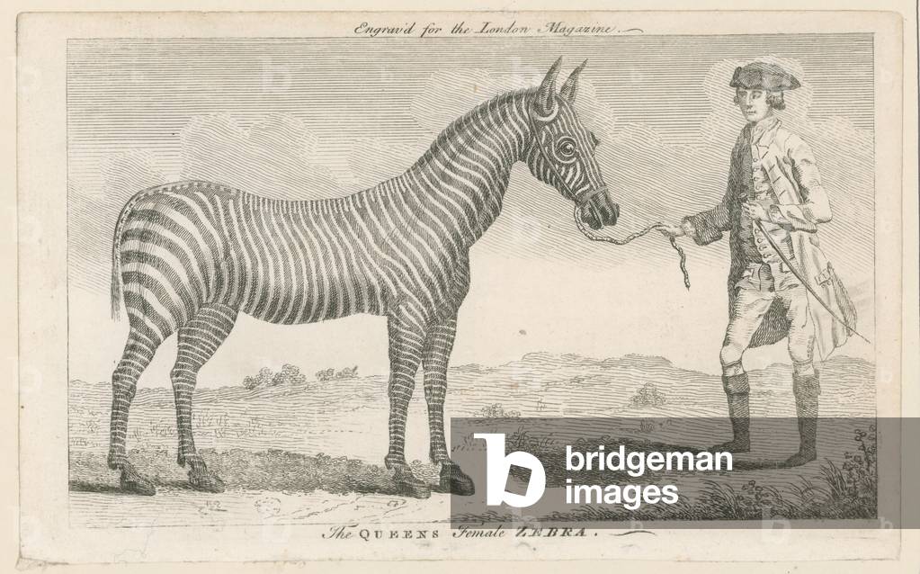 The Queen's Female Zebra (engraving)