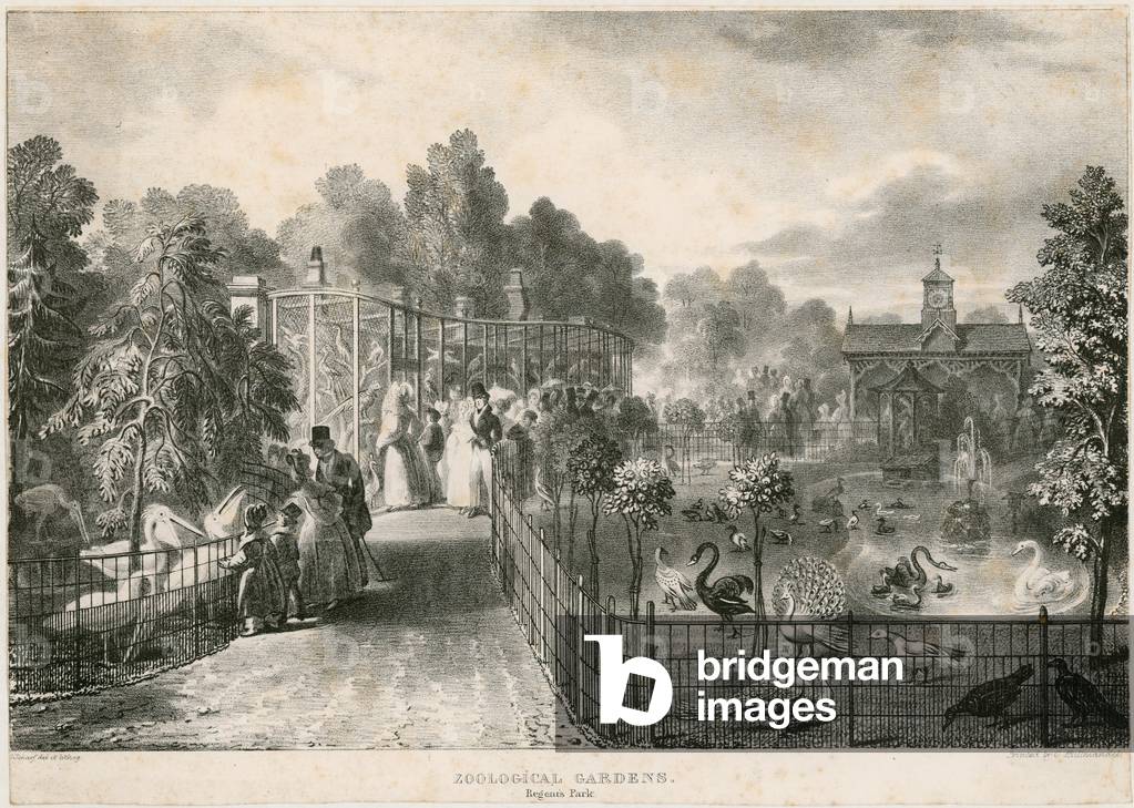 Zoological Gardens, Regent's Park (engraving)