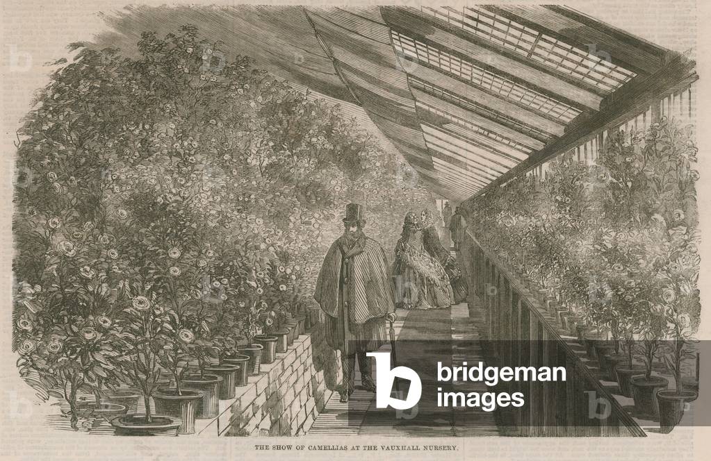 The show of Camellias at the Vauxhall Nursery (engraving)