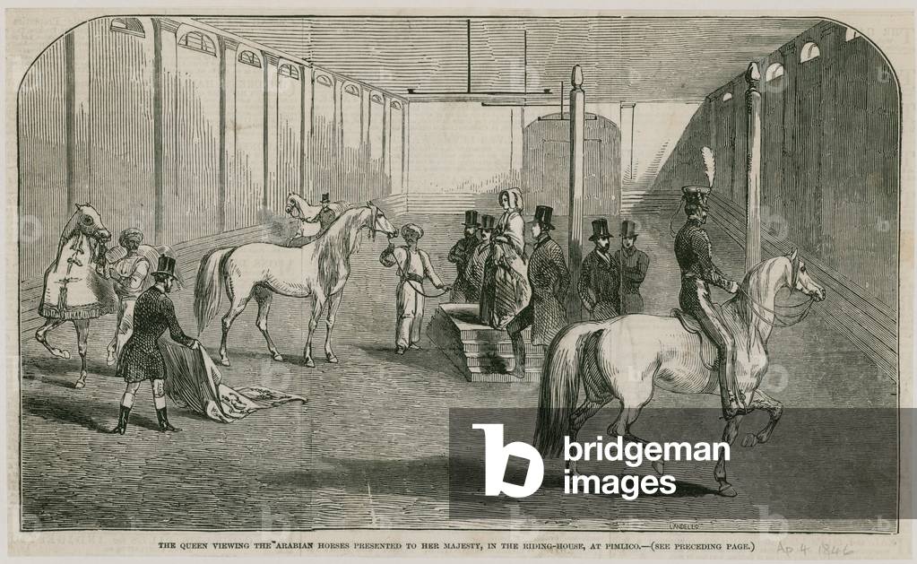The Queen viewing the Arabian horses presented to her Majestry, in the riding house at Pimlico (engraving)