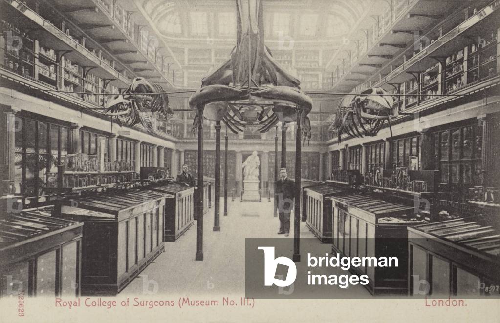Royal College of Surgeons Museum, London (b/w photo)