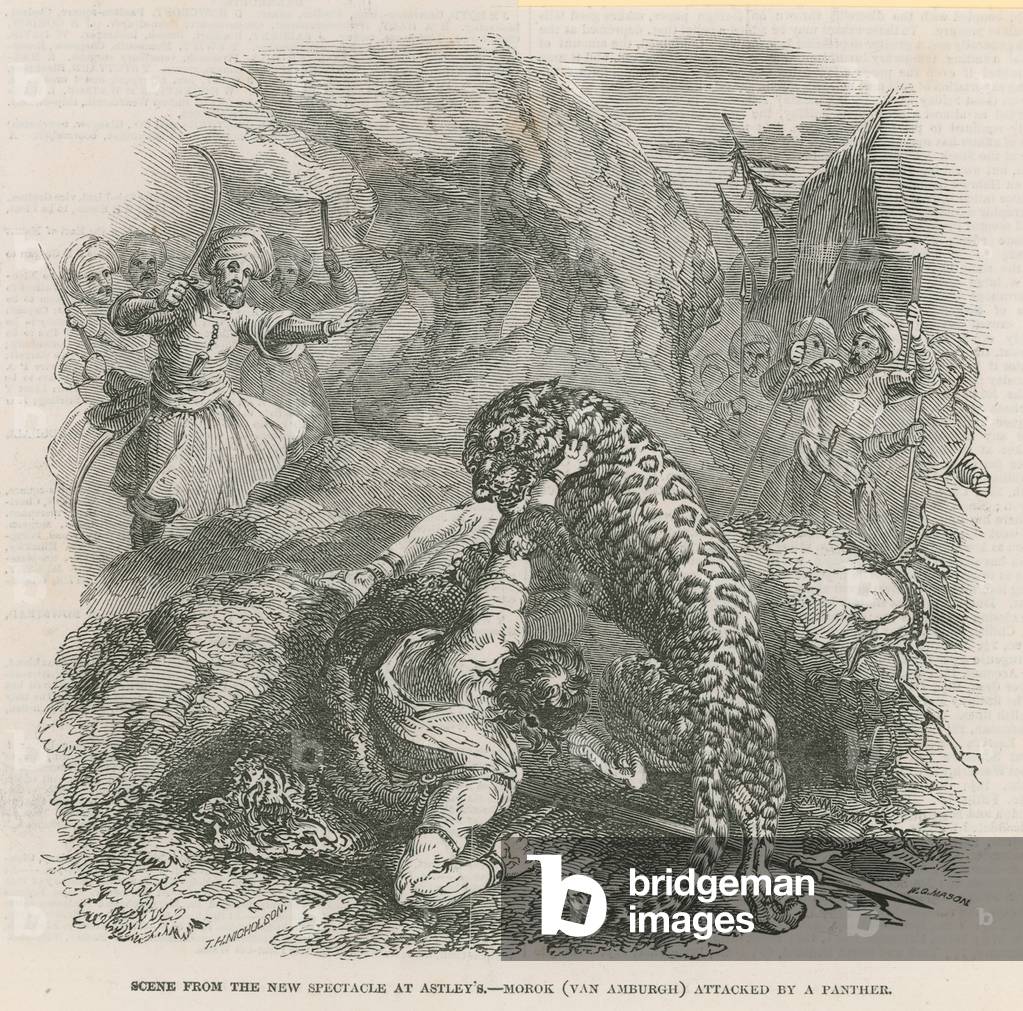 Scene from the new spectacle at Astley's - Morok (Van Amburgh) attacked by a panther (engraving)