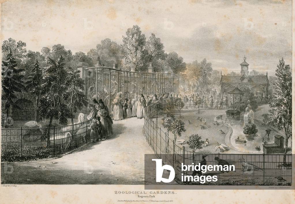 Zoological Gardens, Regent's Park (engraving)