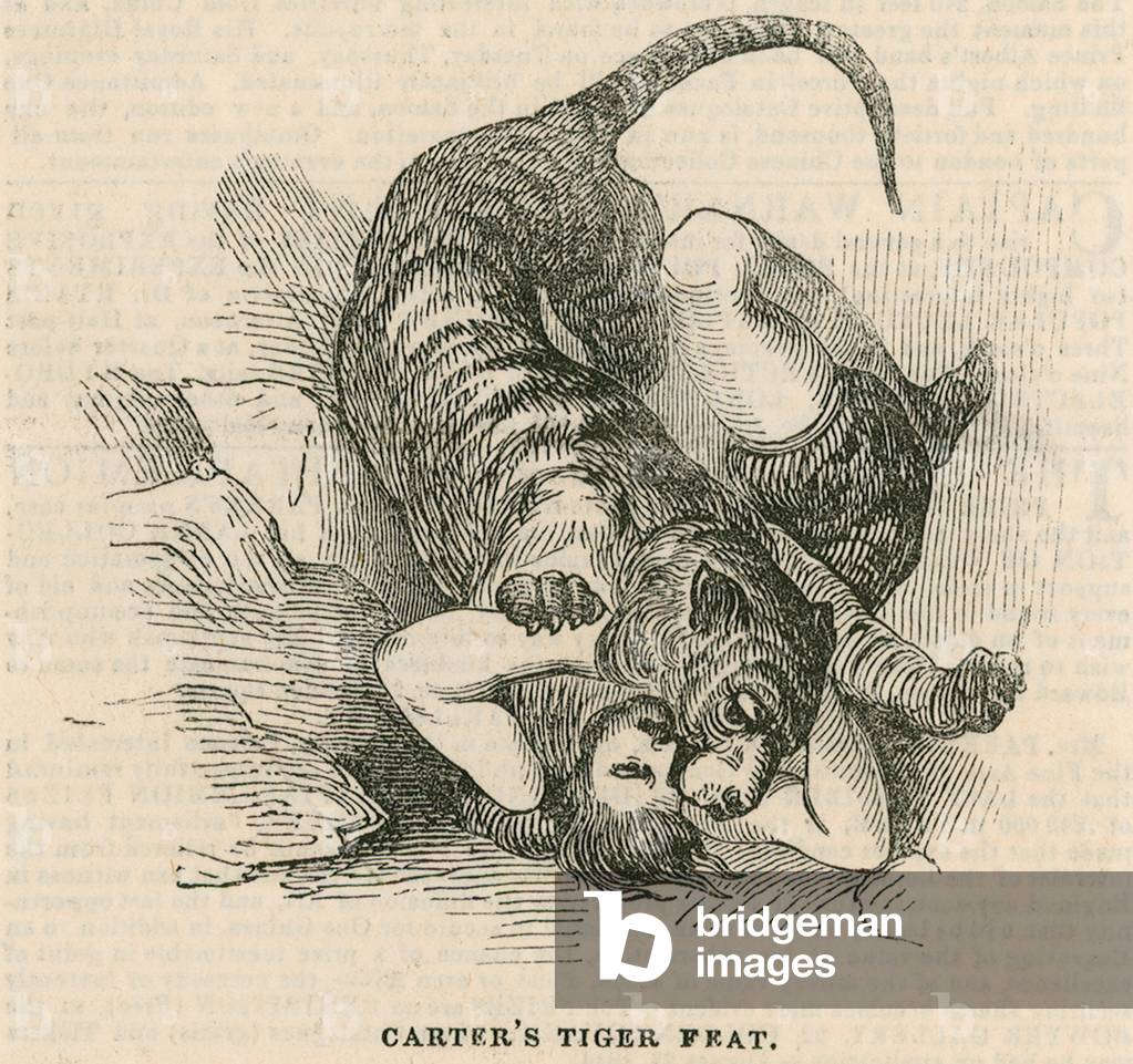 Astley's Amphitheatre, London - Carter's tiger feat (engraving)