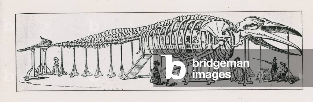 The whole skeleton lounge at Charing Cross (engraving)