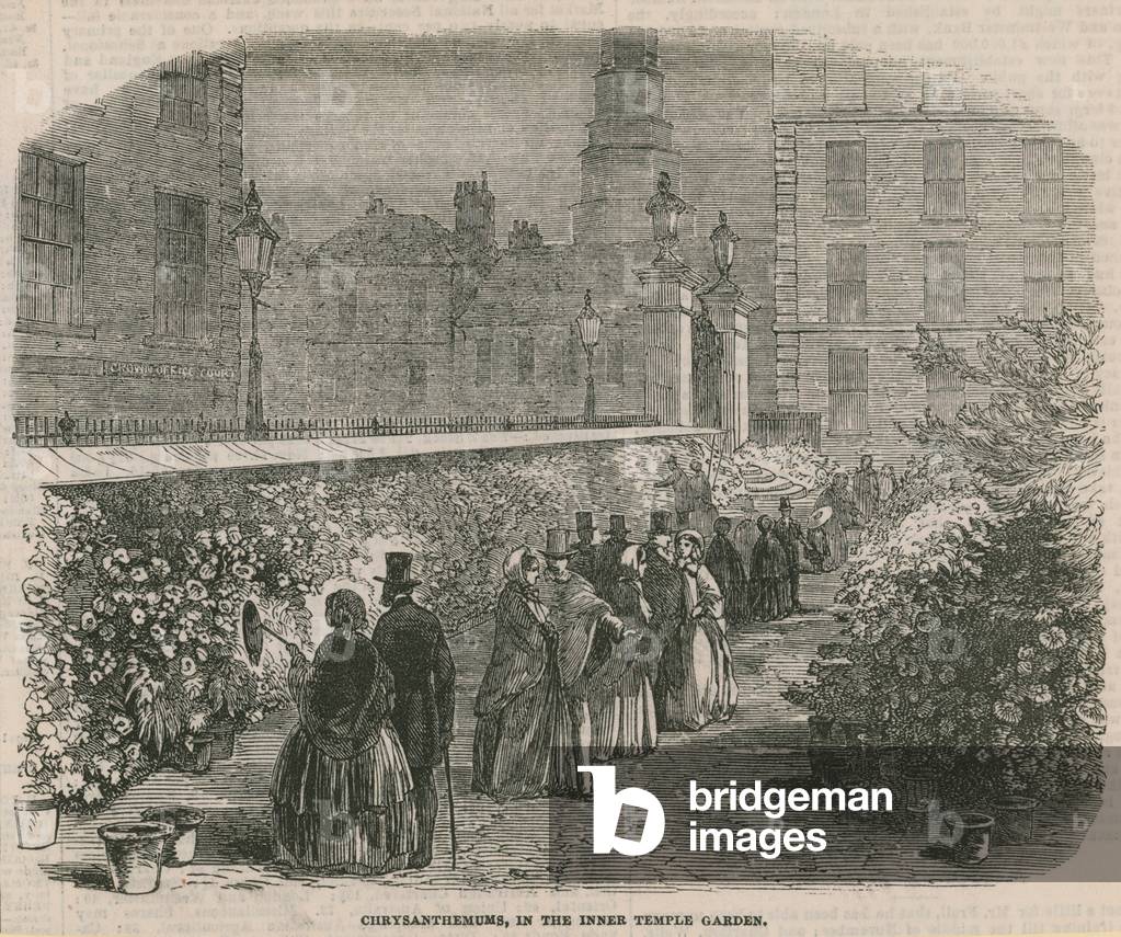 Chrysanthemums in the Inner Temple Gardens (engraving)