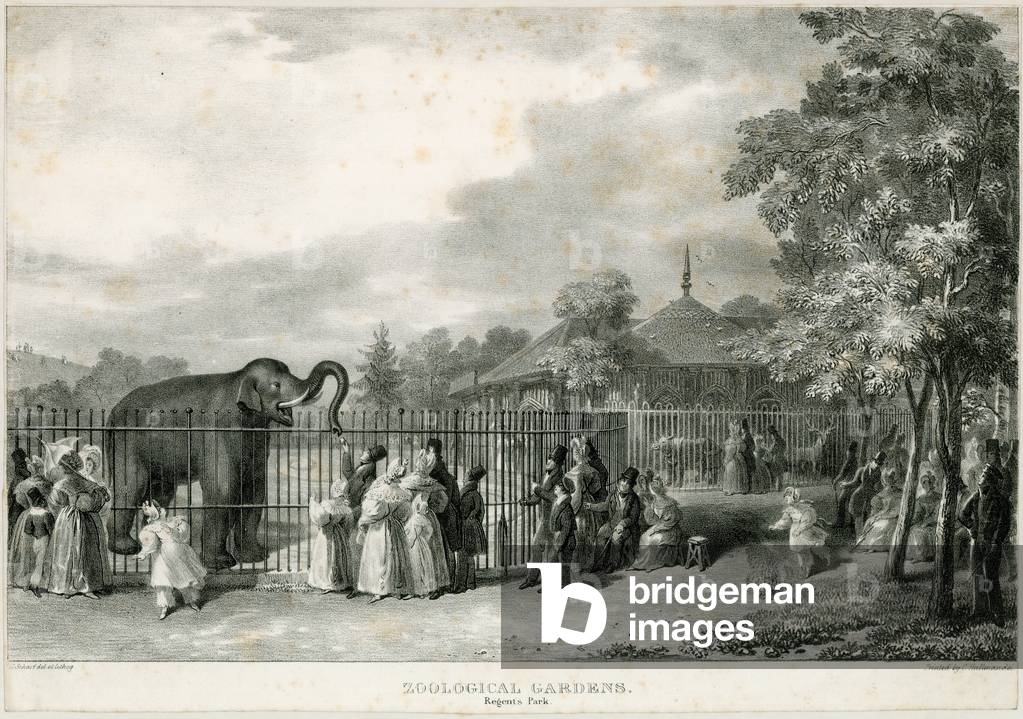 Zoological Gardens, Regent's Park (engraving)