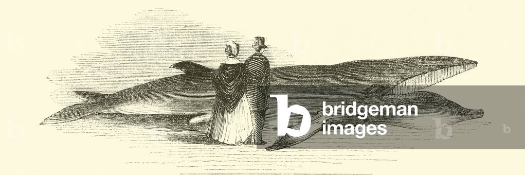 Catching a whale off Deptford Pier: the whale (engraving)