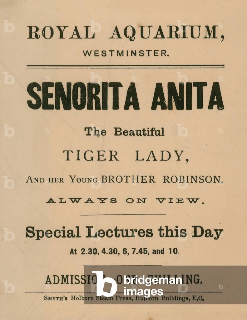 Advertisement for Senorita Anita (engraving)