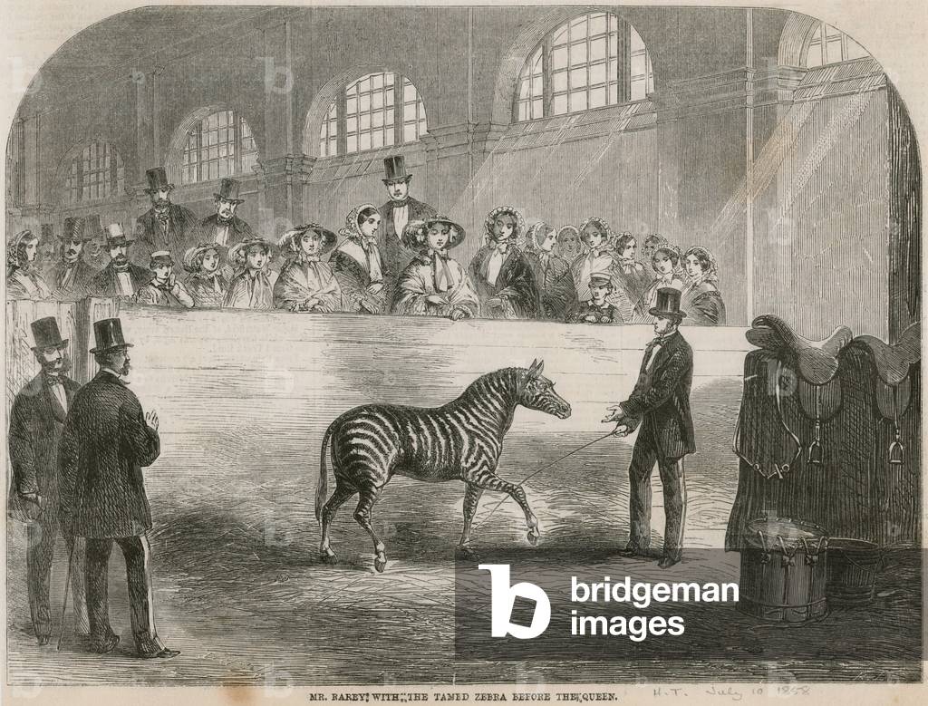 Mr Rarey with the tamed zebra before the Queen (engraving)