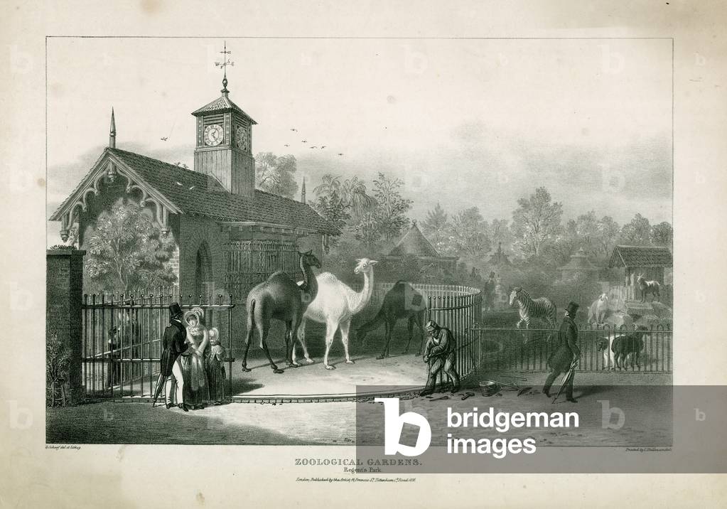 Zoological Gardens, Regent's Park (engraving)