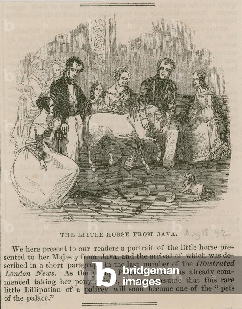 The Little Horse from Java (engraving)