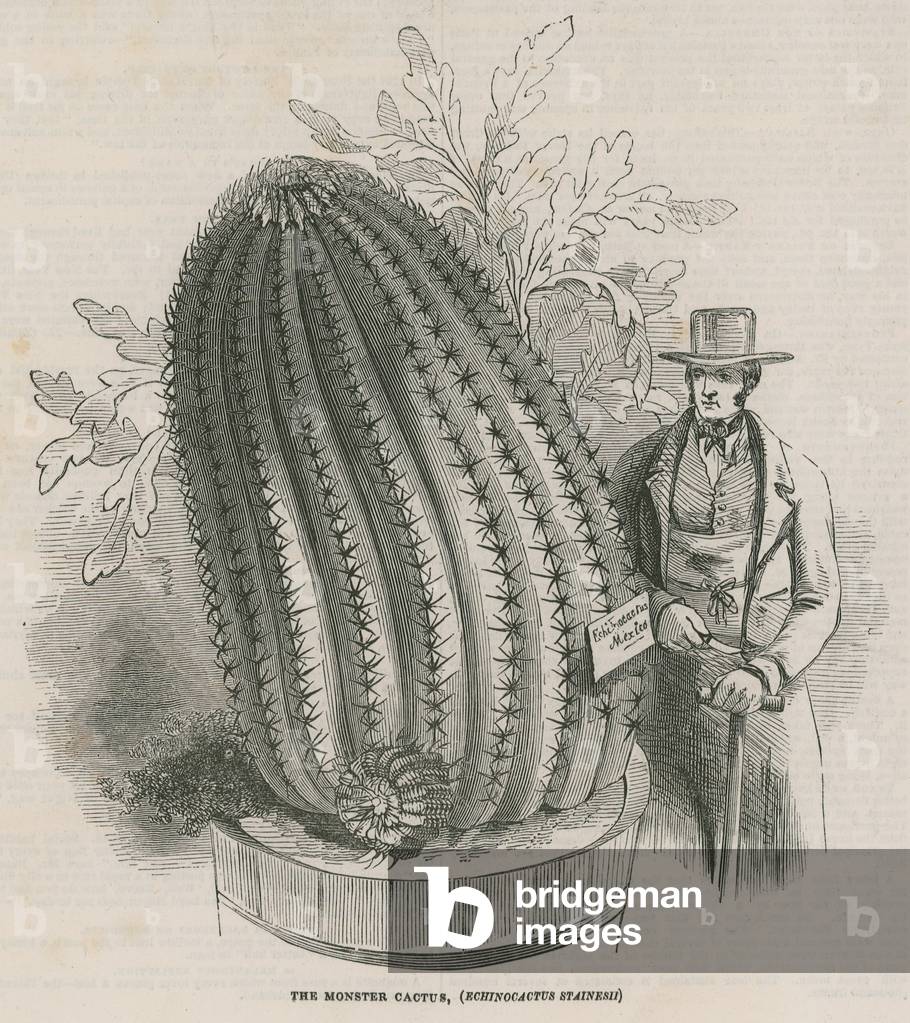 The monster cactus (Echinocactus stainesh) at the Royal Gardens, Kew, London (engraving)