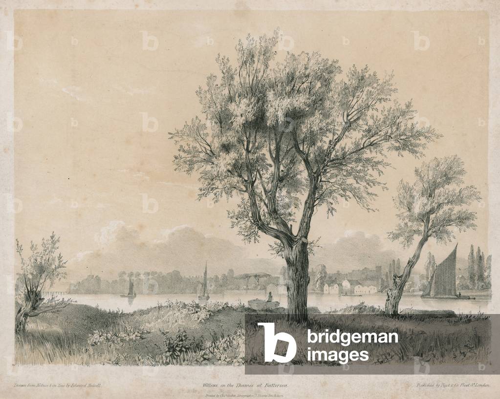Willows on the Thames at Battersea (engraving)