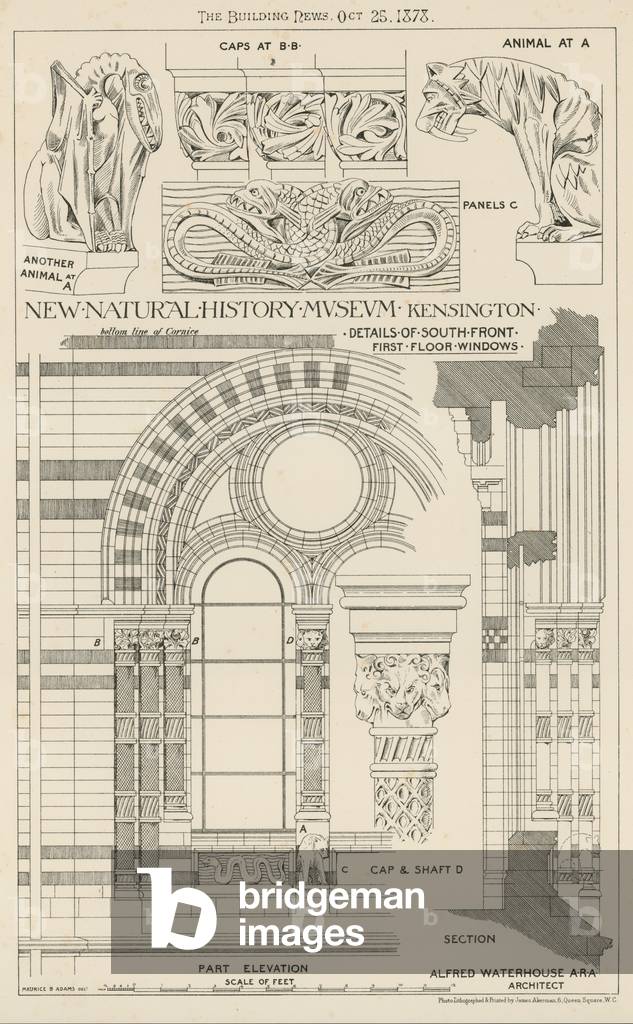 New Natural History Museum, South Kensington, London (engraving)