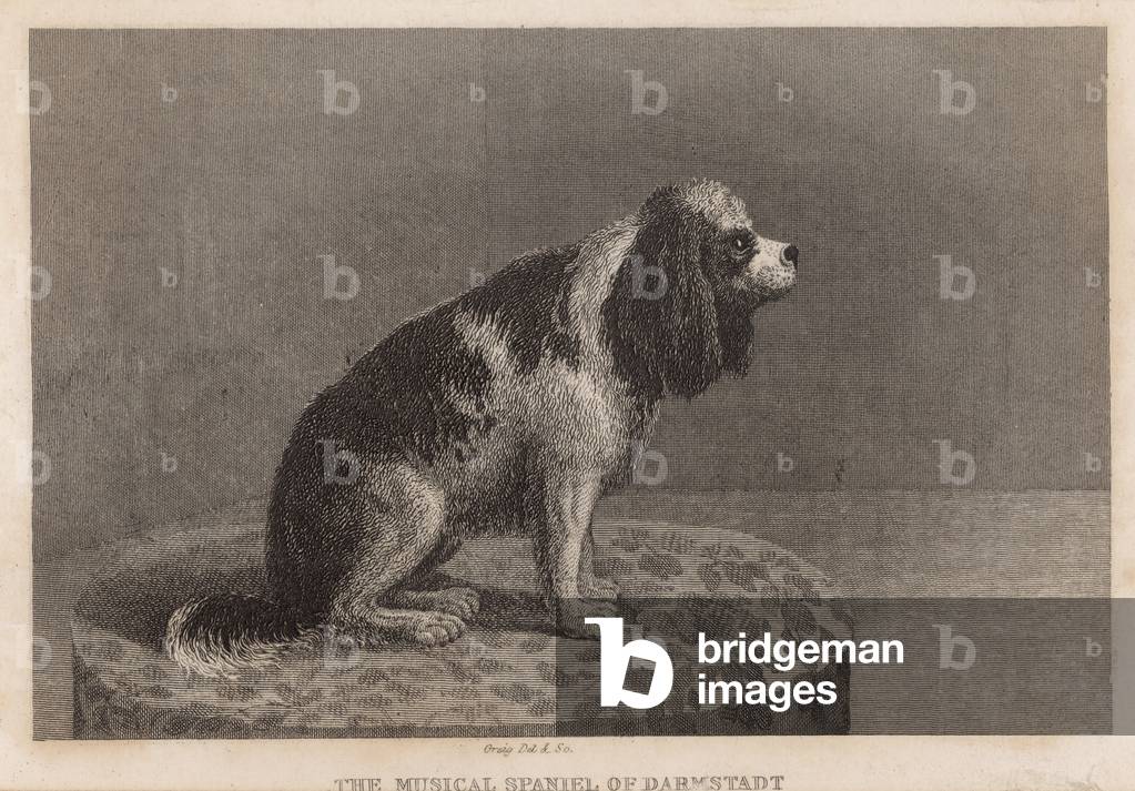 The musical Spaniel of Darmstadt (engraving)